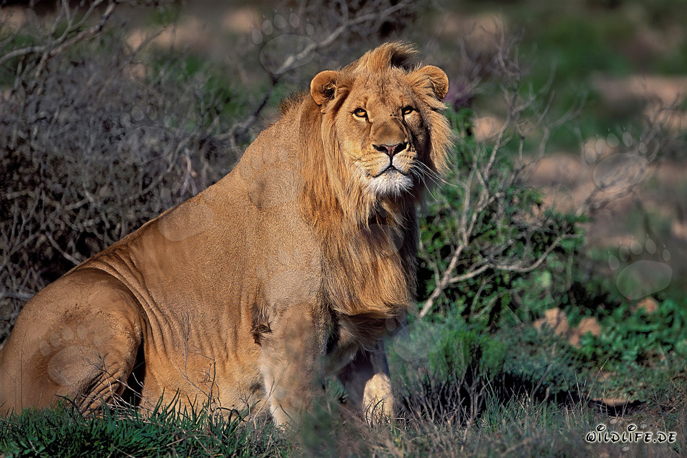 León africano majestuoso en la Garden Route Game Lodge, Sudáfrica