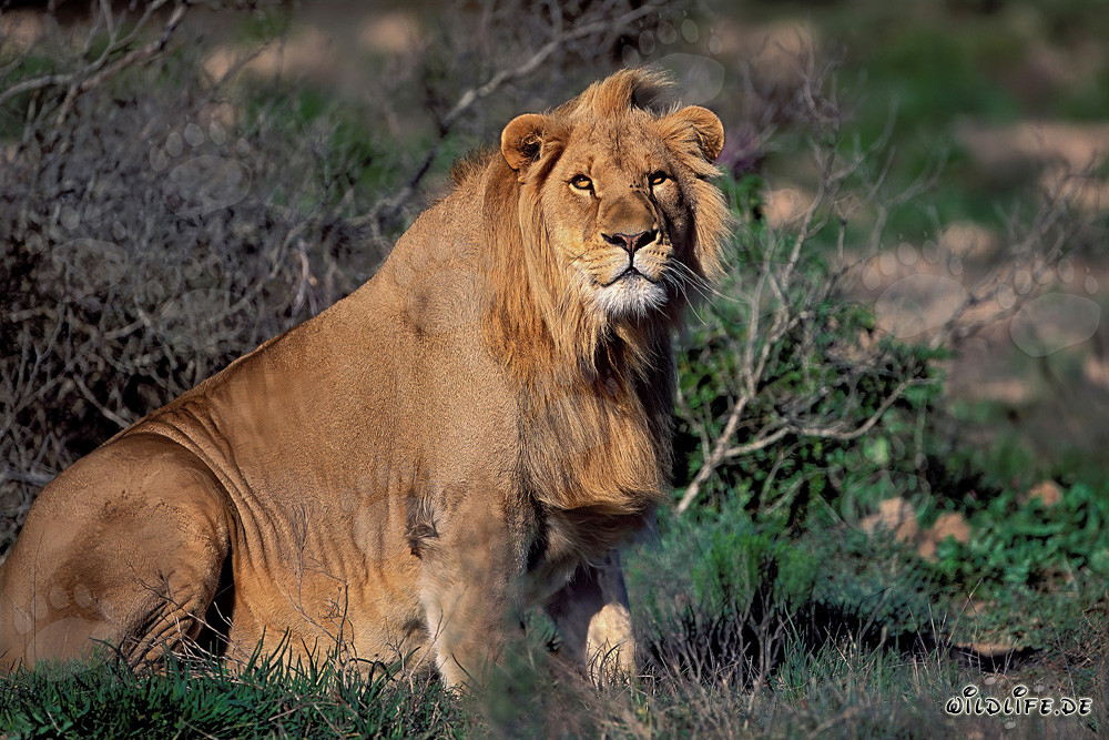 Maestoso leone africano alla Garden Route Game Lodge, Sudafrica