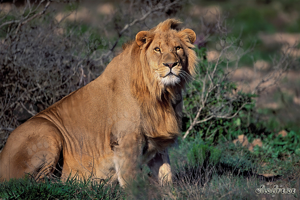 Lion africain majestueux à la Garden Route Game Lodge, Afrique du Sud