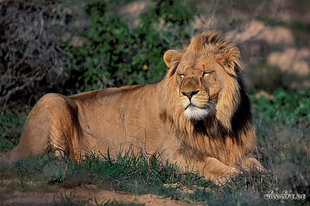 León africano majestuoso durmiendo