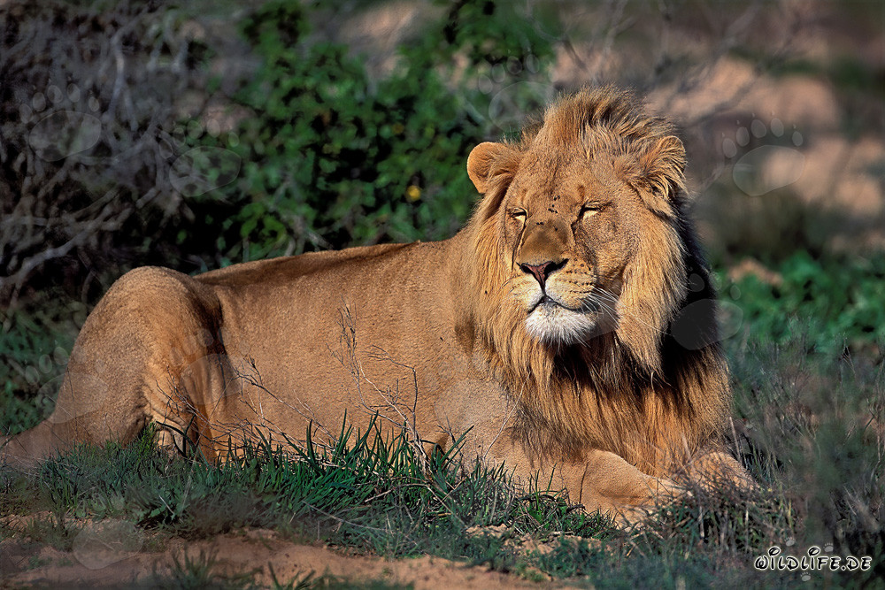 Majestic African Lion Sleeping