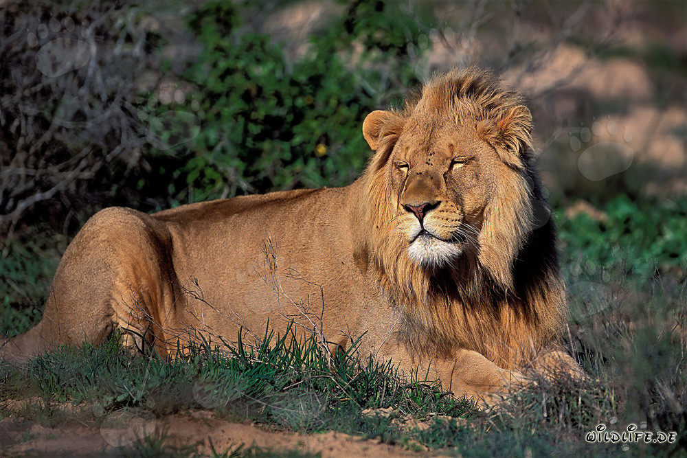 Lion africain majestueux dormant