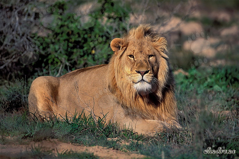 León majestuoso descansando