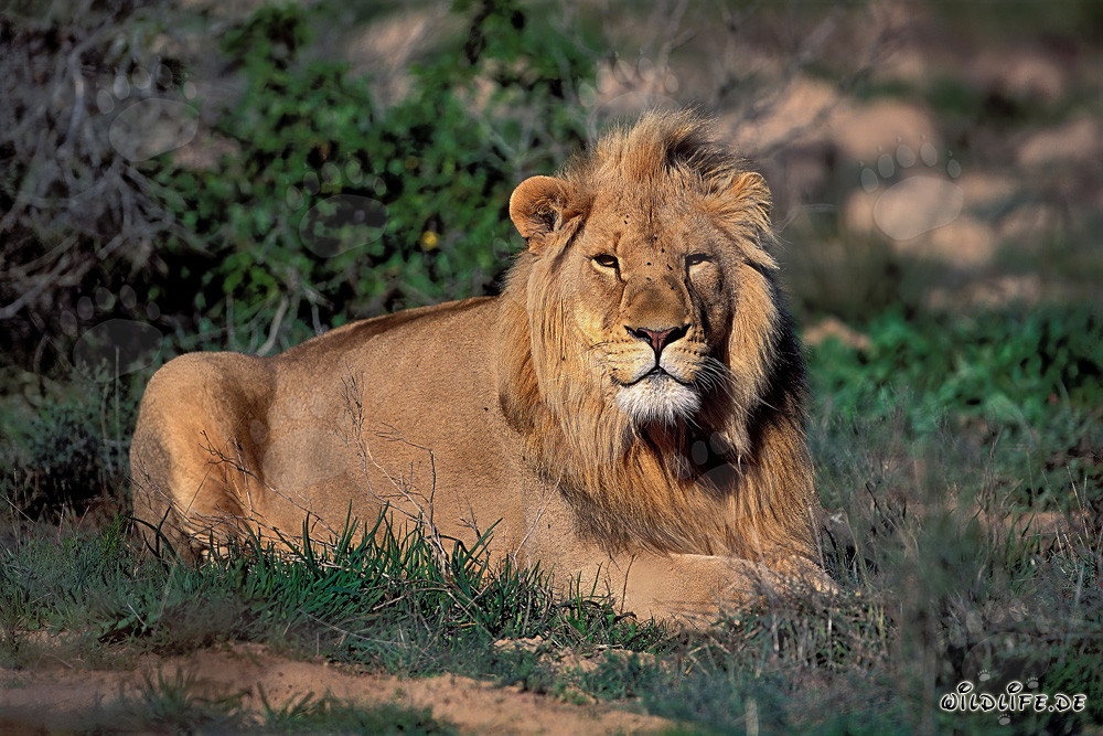 Majestic Lion Taking a Rest