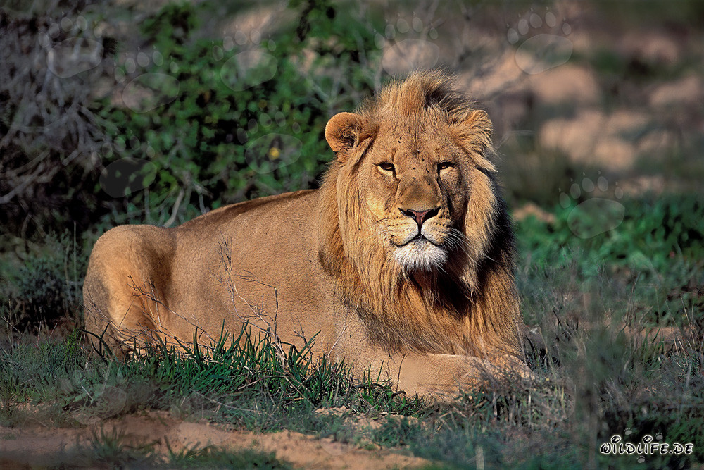 Lion majestueux se repose