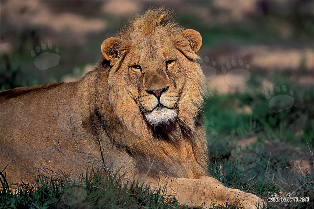Un maestoso leone si riposa sotto il sole africano