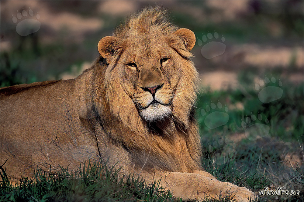 Ein majestätischer Löwe ruht sich in der afrikanischen Sonne aus