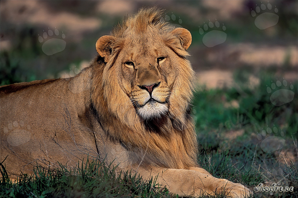 Majestic Lion Resting in the African Sun