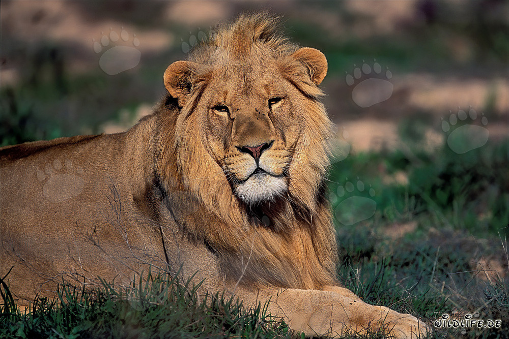 Un majestueux lion se repose sous le soleil africain