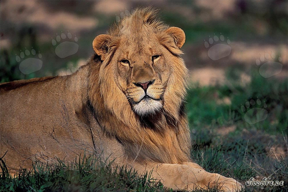 Un majestuoso león descansa bajo el sol africano