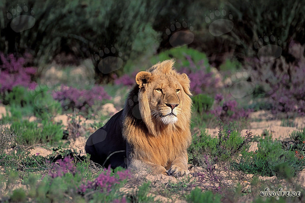 León majestuoso en medio de flores florecientes