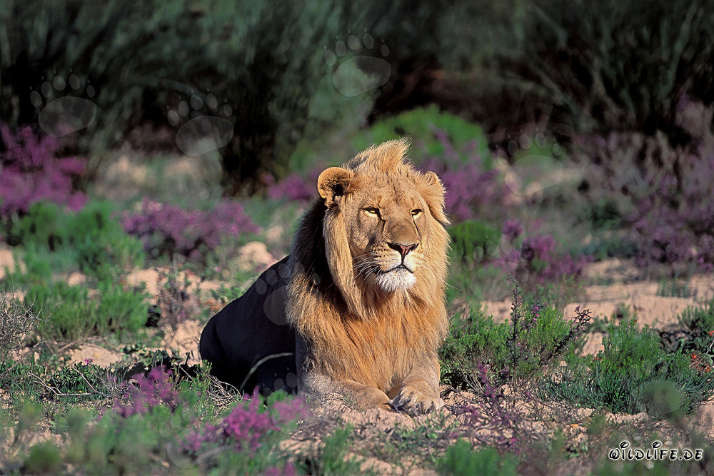 Lion majestueux au milieu de fleurs en pleine floraison