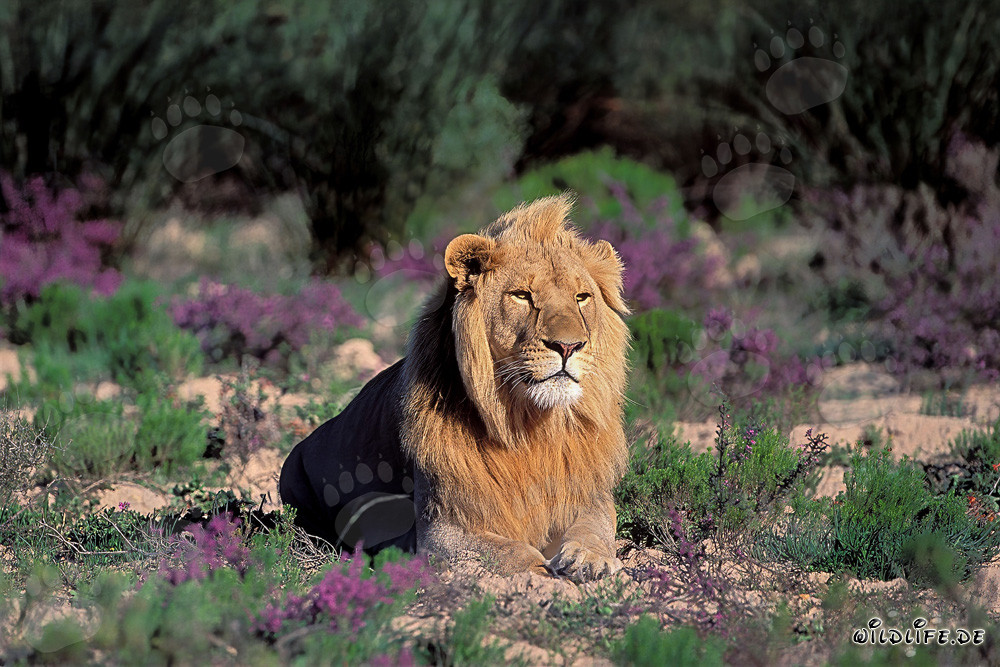 Majestic Lion surrounded by blooming flowers