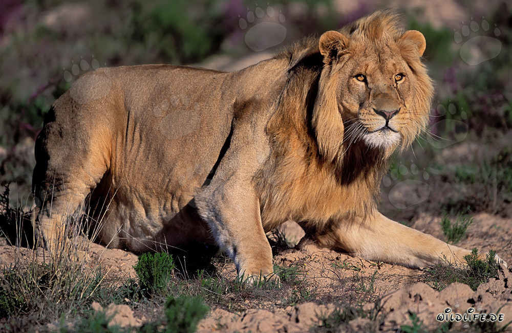 Majestic African Lion at Garden Route Game Lodge, South Africa