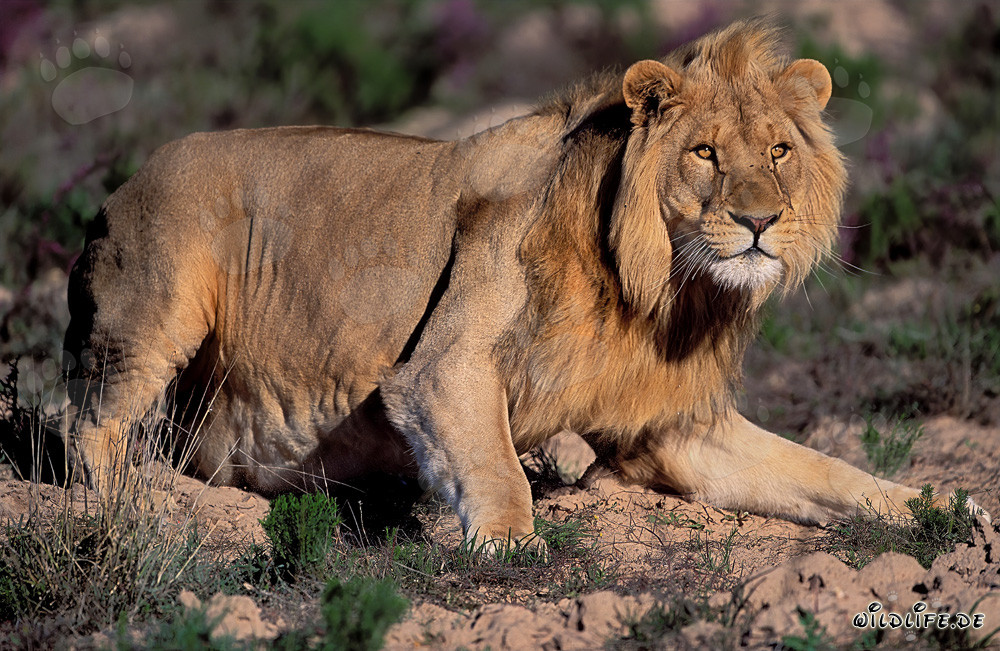 Majestätischer afrikanischer Löwe in der Garden Route Game Lodge, Südafrika