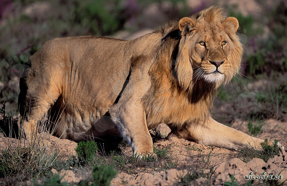 León africano majestuoso en la Garden Route Game Lodge, Sudáfrica