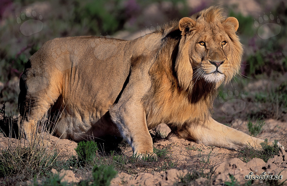 Maestoso leone africano alla Garden Route Game Lodge, Sudafrica