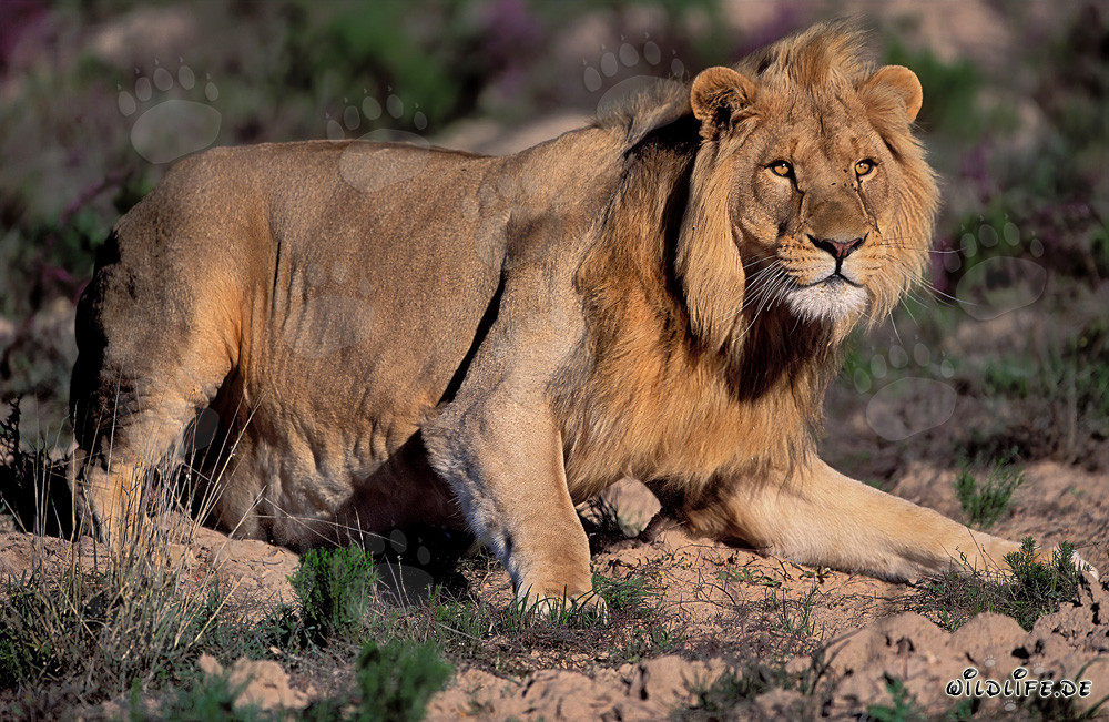 Lion africain majestueux à la Garden Route Game Lodge, Afrique du Sud