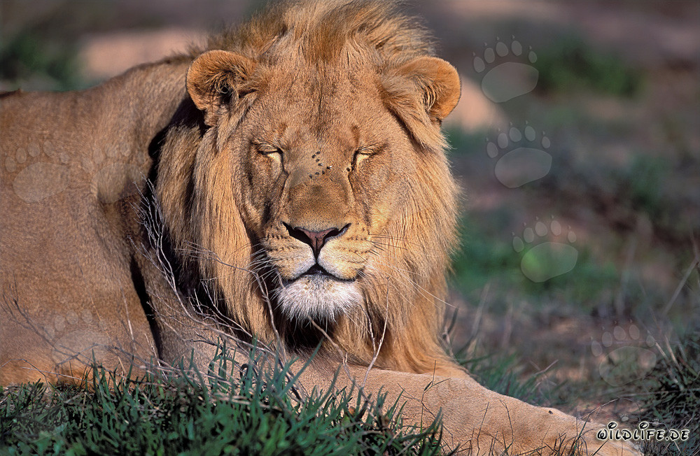 León majestuoso descansando
