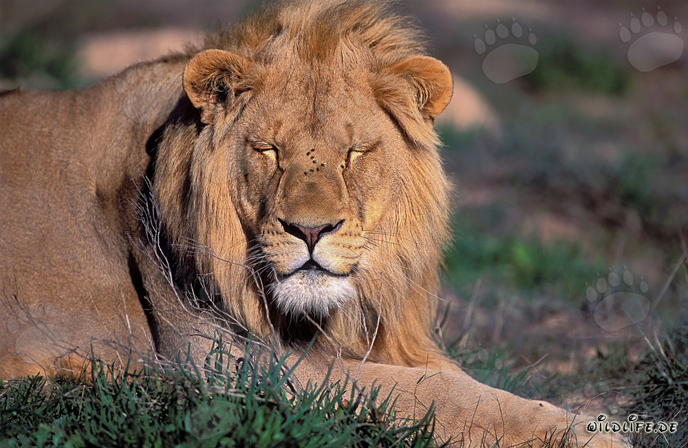 Majestätischer Löwe ruht sich aus