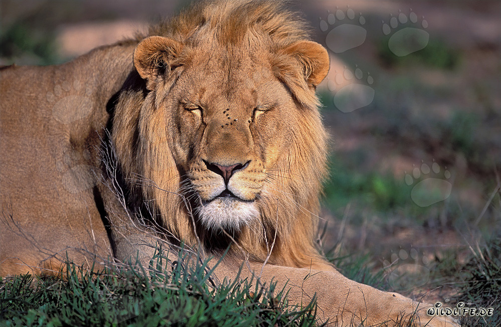 Majestic lion taking a rest