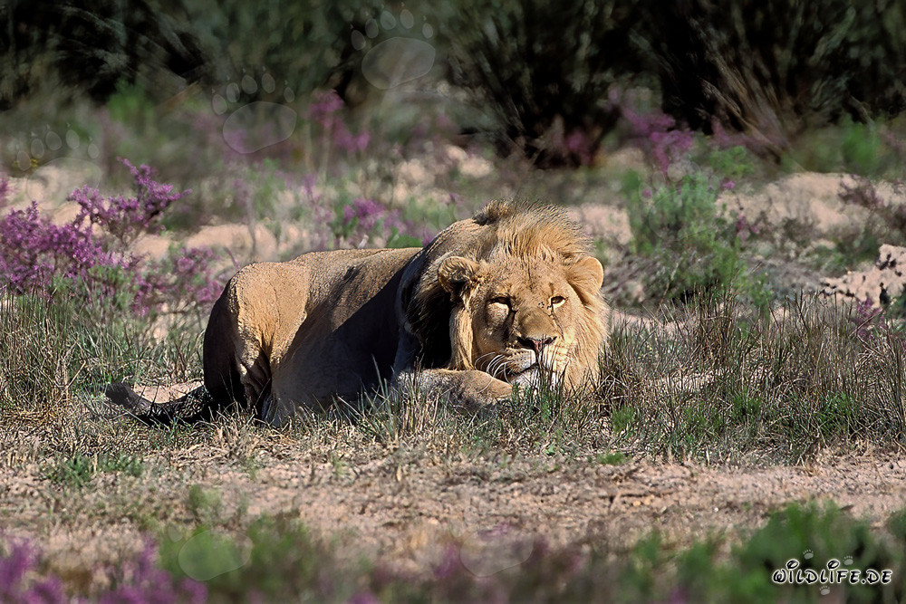 Resting Male Lion surrounded by blooming flowers