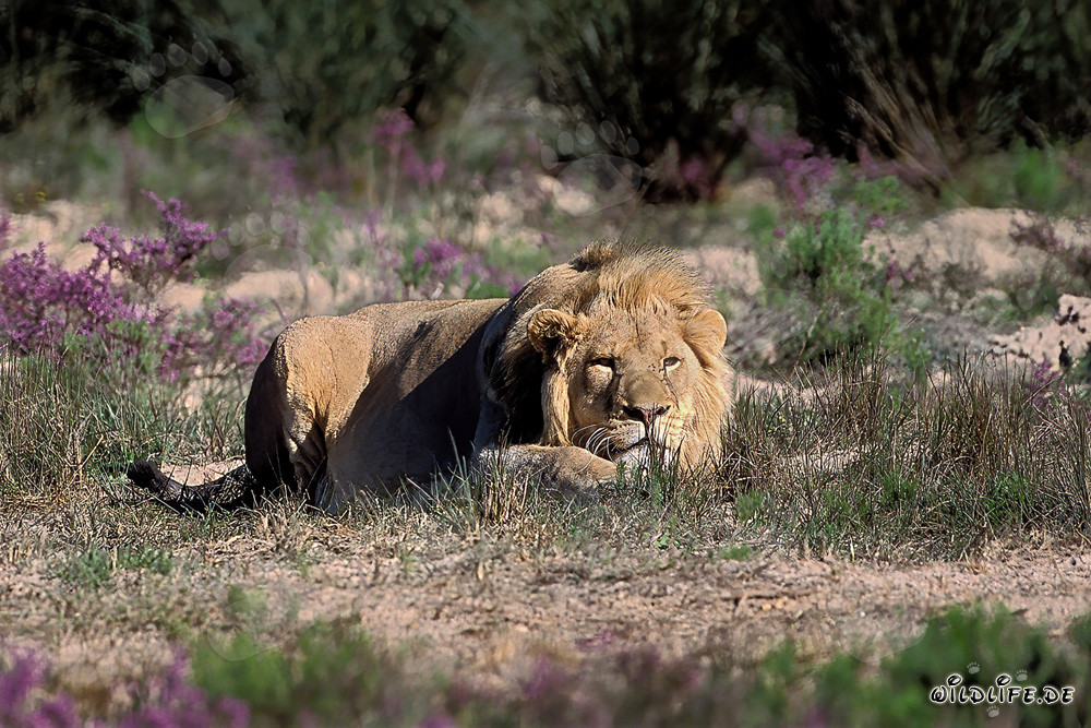 León descansando rodeado de flores en flor