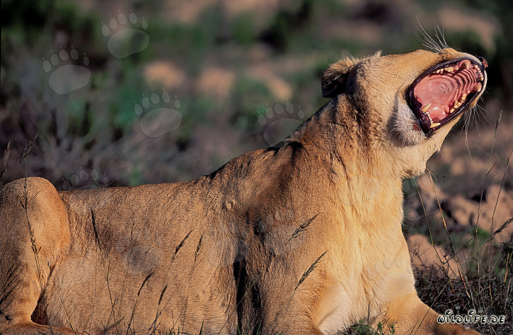 Female lion yawning widely and tilting her head