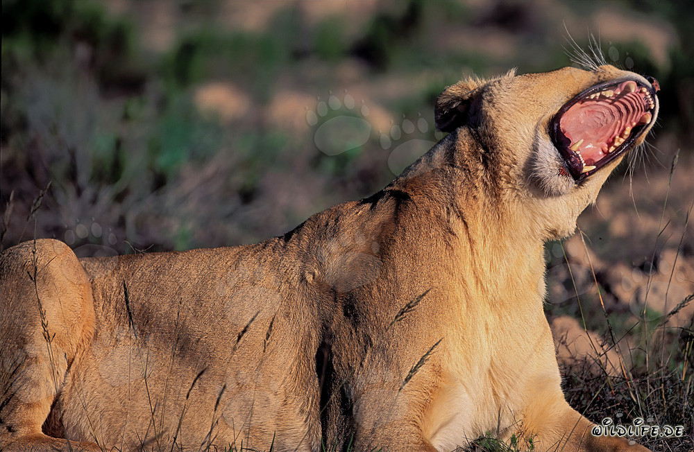 Lionne baillant largement et tournant la tête