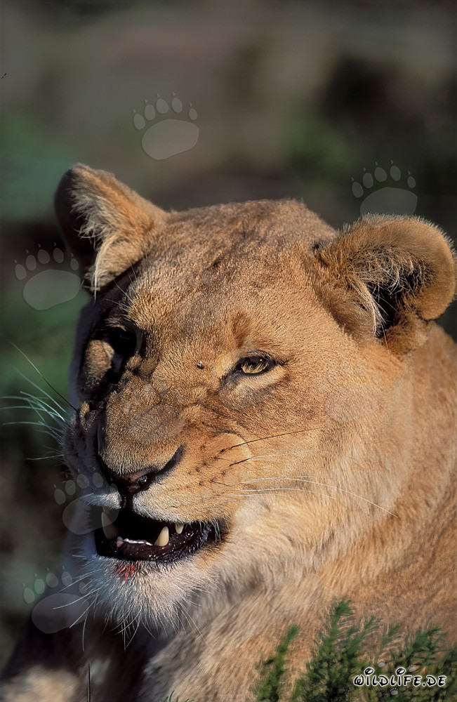 Leona imponente rugiendo en la selva africana