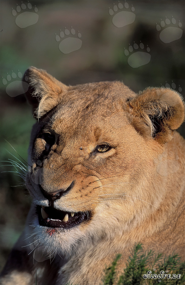 Leone imponente ruggente nella boscaglia africana