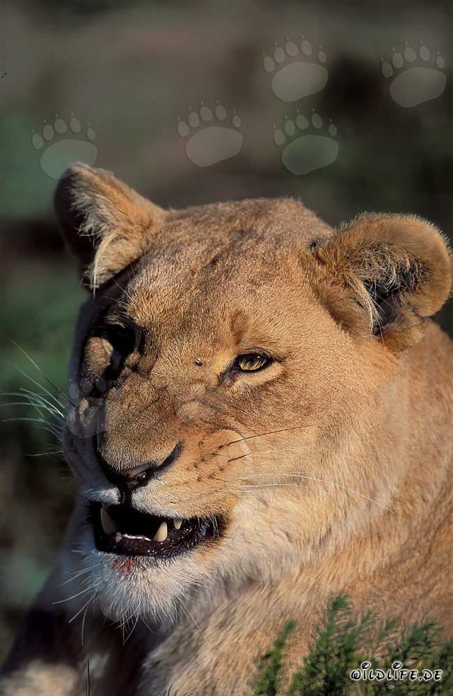 Impressive female lion roaring in the African bush