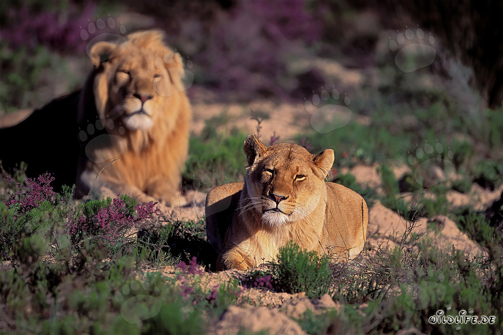 Coppia maestosa di leoni nella natura selvaggia del sud dell'Africa