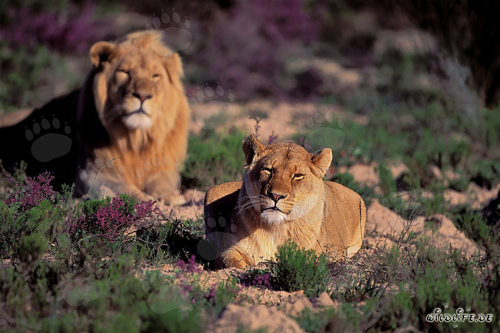 Majestätisches Löwenpaar in der Wildnis des südlichen Afrikas