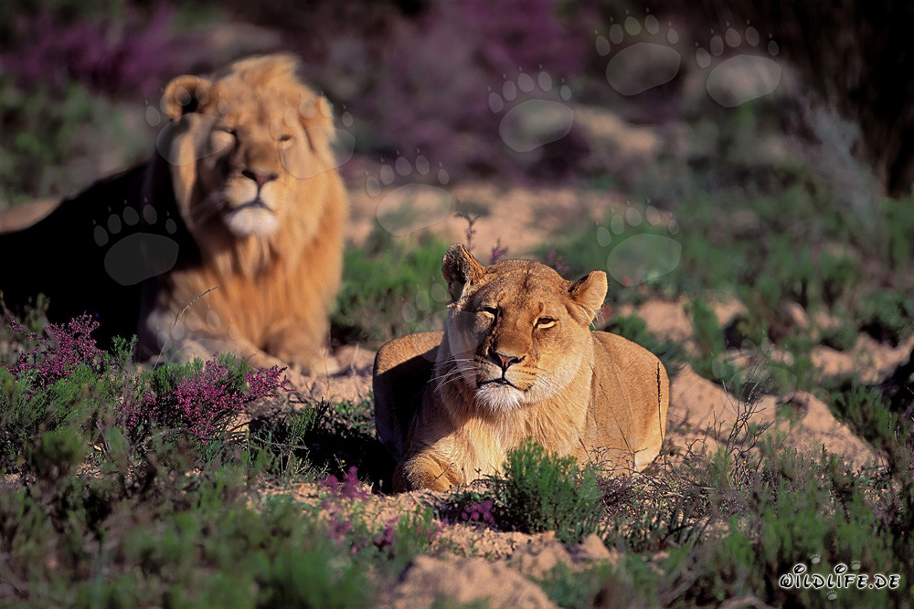 Couple majestueux de lions dans la nature sauvage du sud de l'Afrique