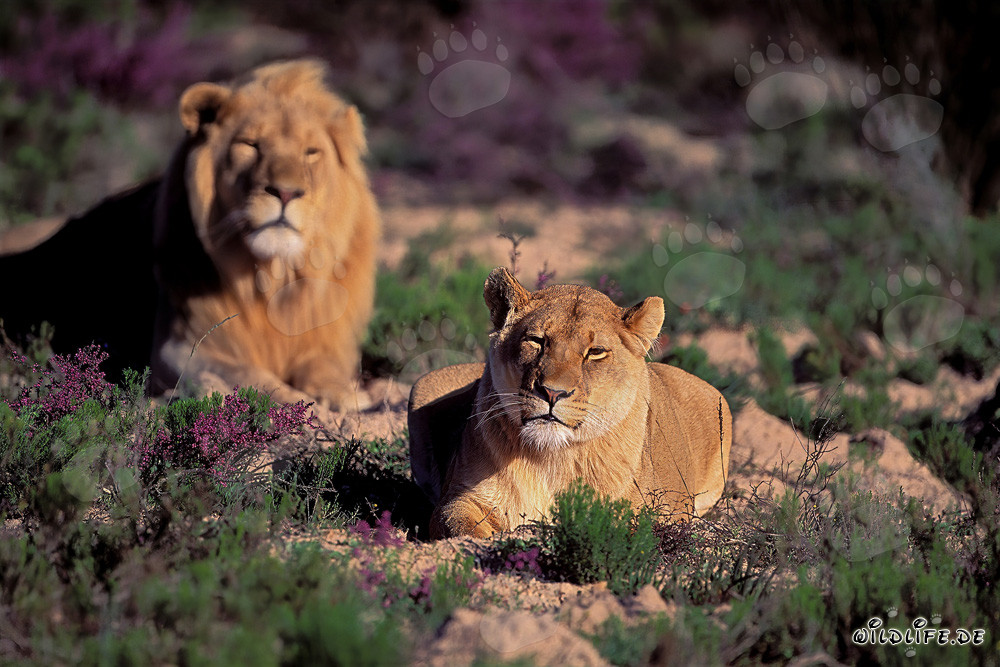 Pareja majestuosa de leones en la naturaleza salvaje del sur de África