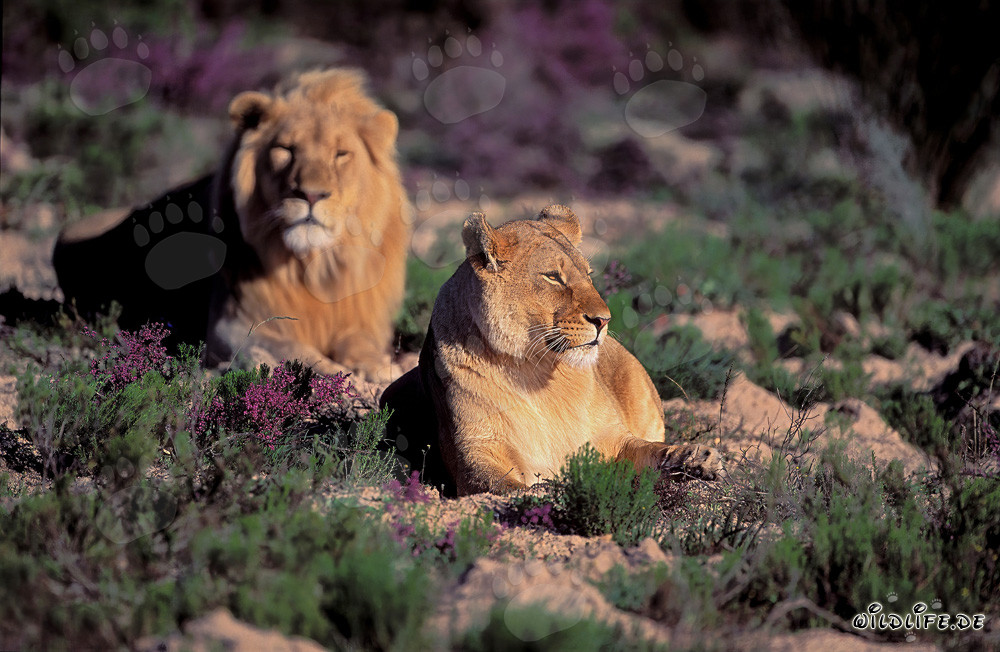 Couple majestueux de lions au milieu de fleurs en fleurs