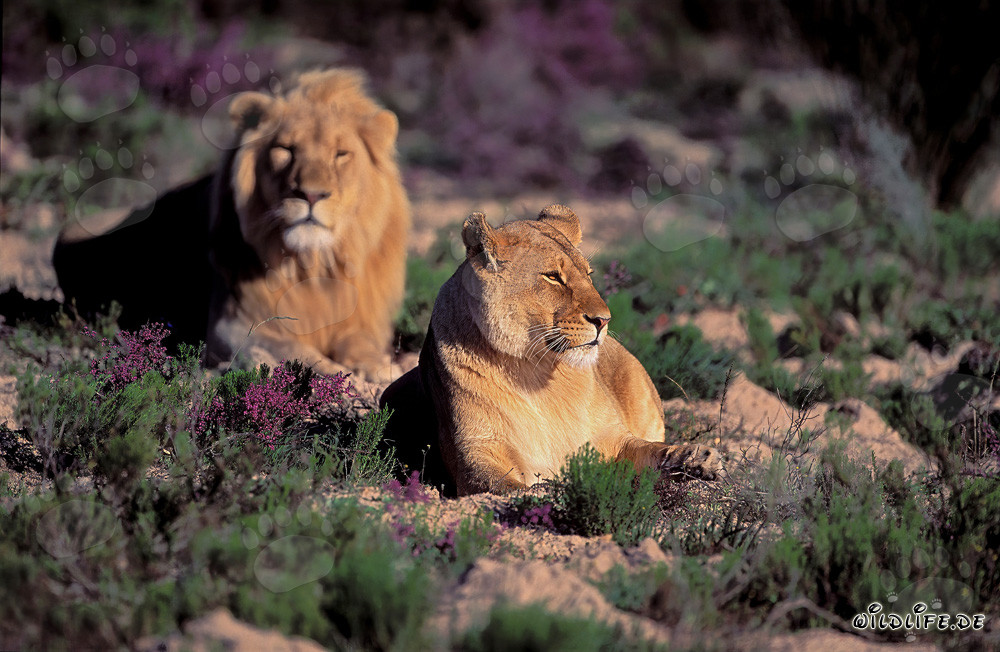 Majestic Pair of African Lions Surrounded by Flowering Flowers