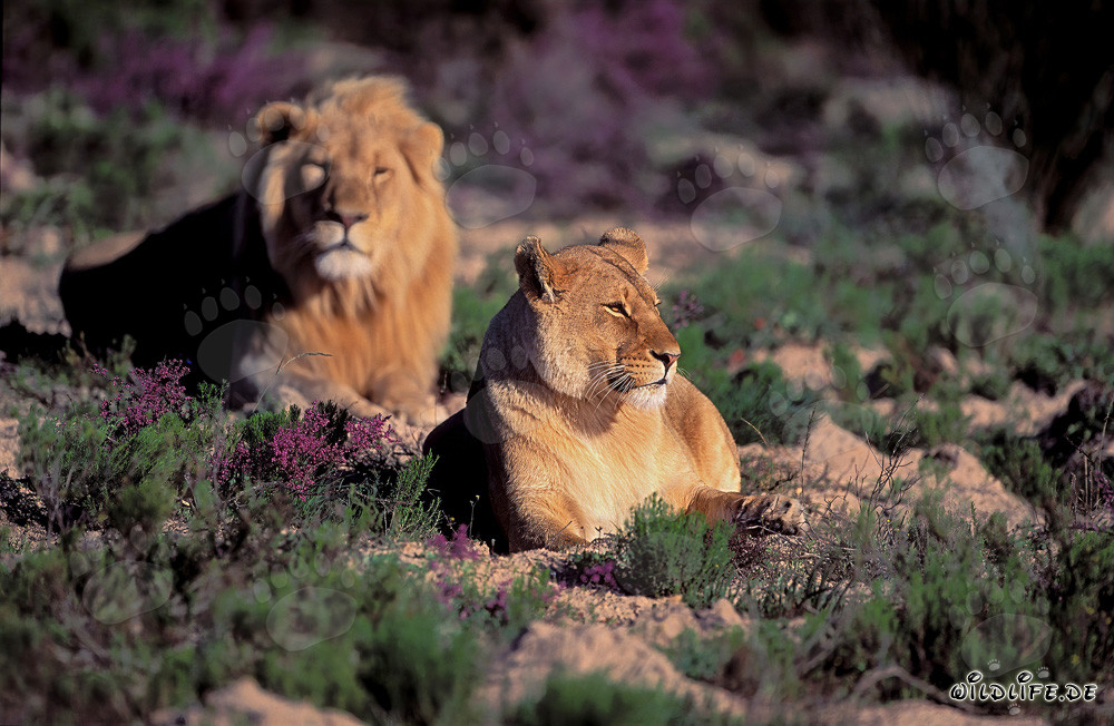Pareja majestuosa de leones en medio de flores florecientes