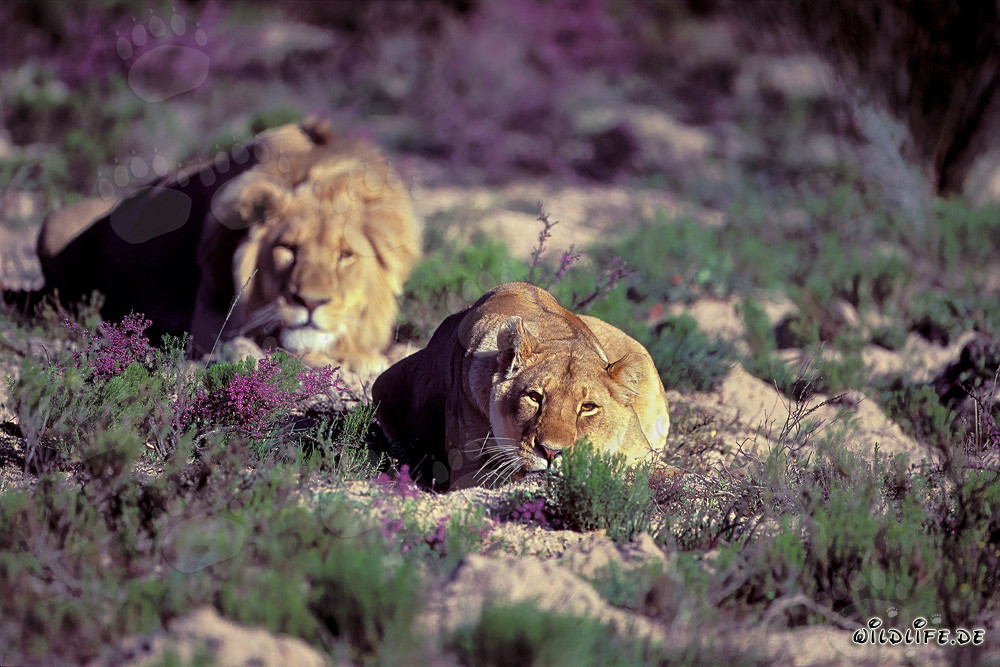 Coppia maestosa di leoni (Panthera leo) che si rilassa nella natura selvaggia
