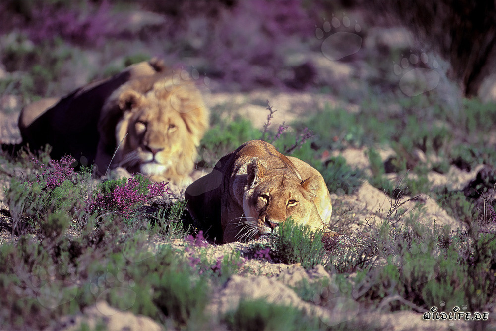 Couple majestueux de lions (Panthera leo) se relaxant dans la nature sauvage