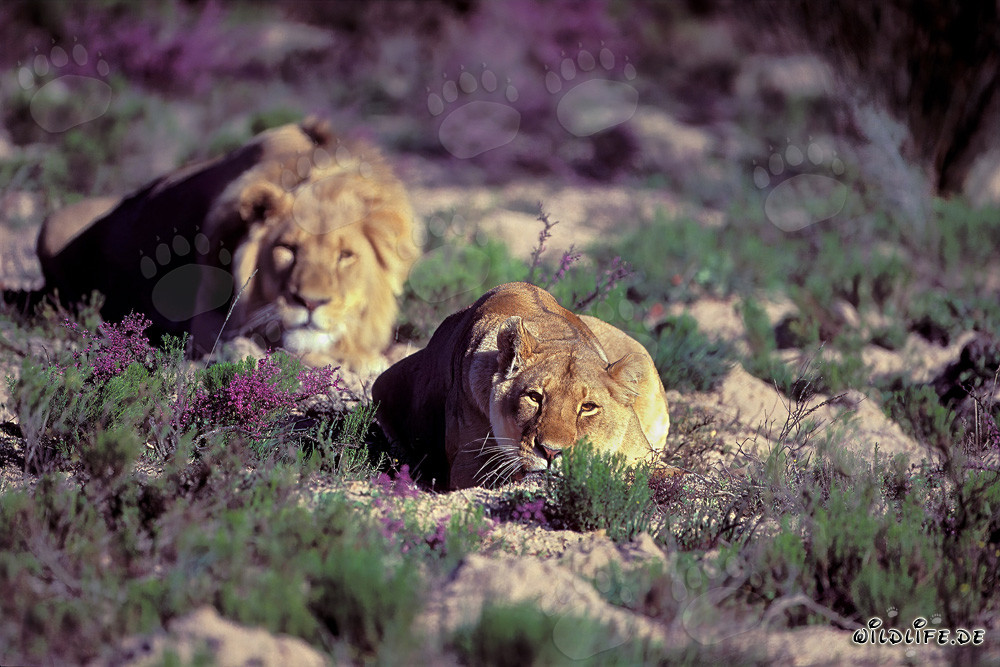 Majestic Pair of African Lions (Panthera leo) Relaxing in the Wilderness