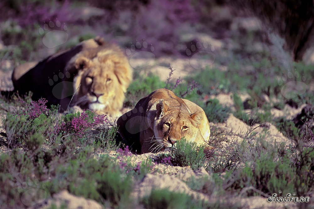 Majestätisches Löwenpaar (Panthera leo) beim Entspannen in der Wildnis