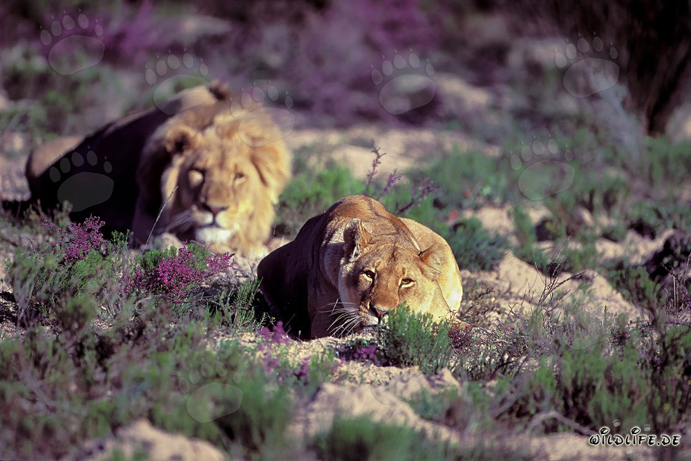 Pareja majestuosa de leones (Panthera leo) descansando en la naturaleza salvaje