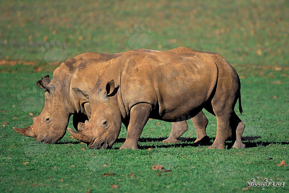 Zwei majestätische Breitmaulnashörner in der Wildnis von Südafrika