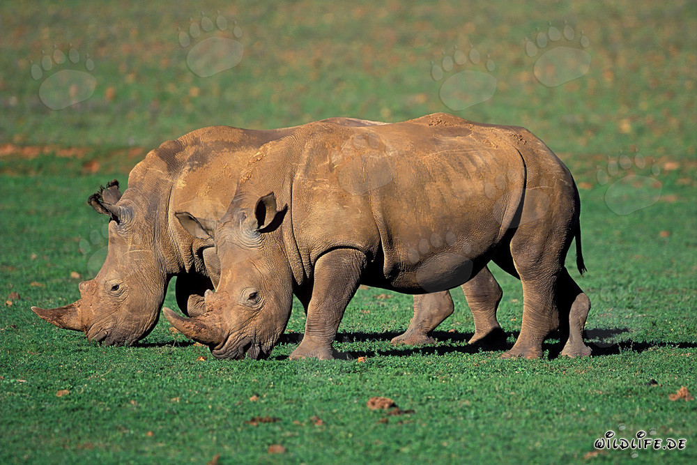 Deux majestueux rhinocéros blancs dans la nature sauvage d'Afrique du Sud
