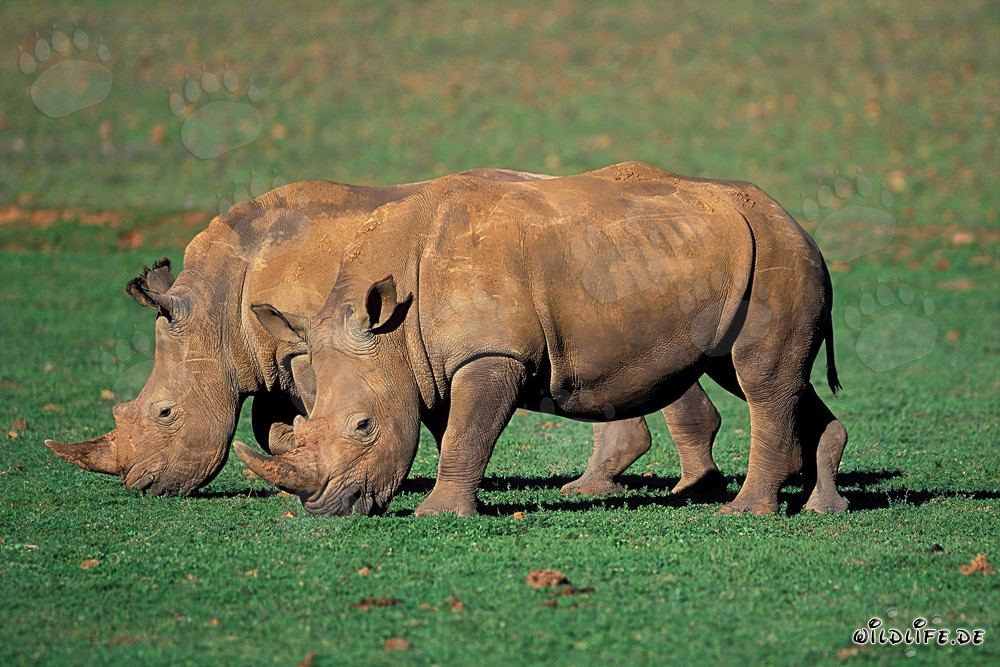 Dos majestuosos rinocerontes blancos en la naturaleza salvaje de Sudáfrica