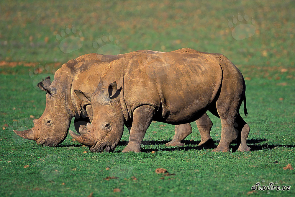 Due maestosi rinoceronti bianchi nella natura selvaggia del Sud Africa