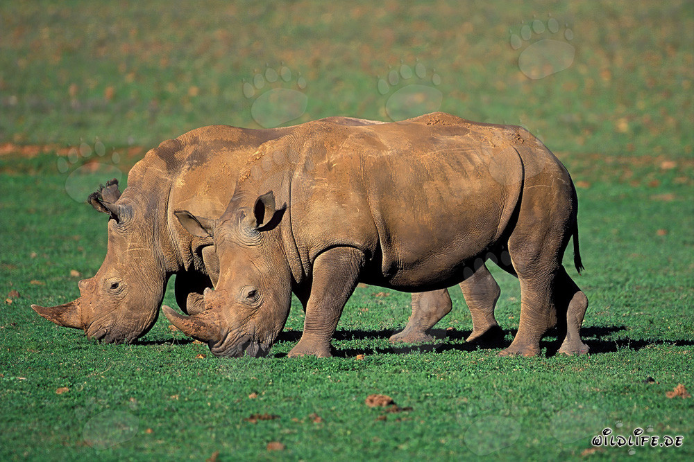 Two Majestic White Rhinos in the Wilderness of South Africa