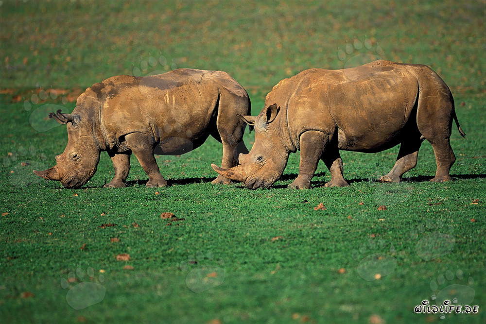 Deux rhinocéros blancs majestueux broutant
